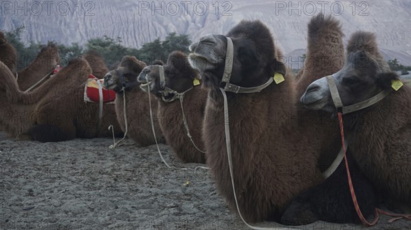 A group of Bactrian camels (camelus ferus) resting on sandy ground with mountain scenery in the