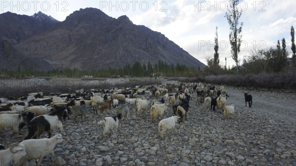 A large herd of goats (caprae) in the Nubra Valley moves along a stony path in the middle of a