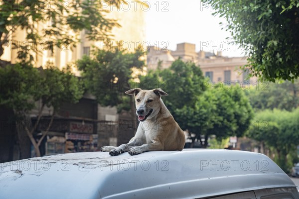 A stray Egyptian street dogs sits on top of a parked car in the summer heat of Downtown Cairo,