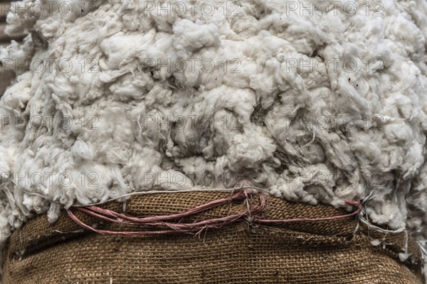 Close up image of a sack of raw Egyptian cotton for sale in a Cairo market, Cotton is a major
