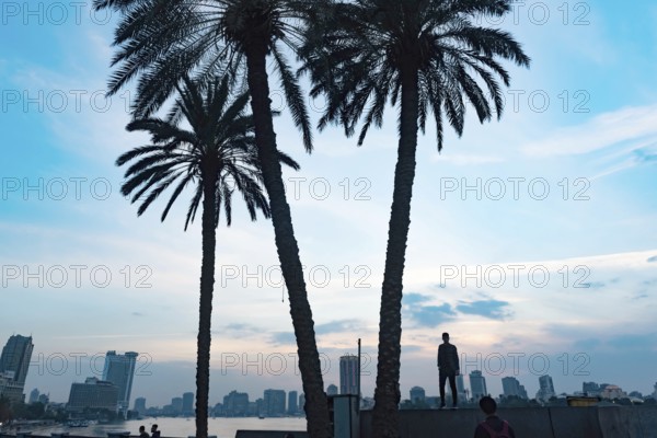 Cairo, Egypt. November 26th 2022 Palm trees silhouetted against a dramatic sky over the Qasr El Nil