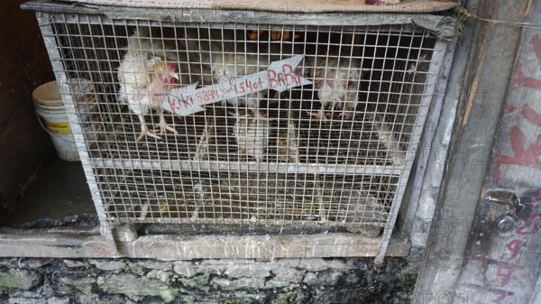 Live chickens (gallus gallsu domesticus) in a cage at an Indian market, Manali, Himachal Pradesh,