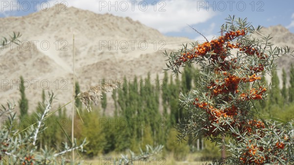 Mountains in the background with bushes full of sea buckthorn (hippophae rhamnoides) in the