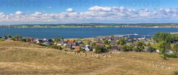 Sheep graze in the hilly landscape of the Zicker Mountains, including Zicker Alps, view across the