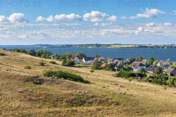 Sheep graze in the hilly landscape of the Zicker Mountains, including Zicker Alps, view across the