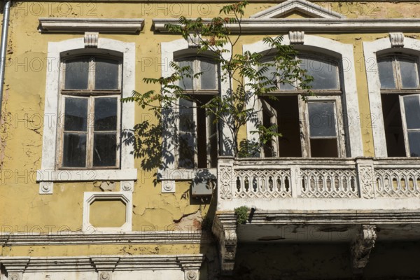 Varna, Bulgaria, September 6th 2020 A tree growing from an old building in the centre of Varna city
