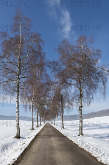 Straight birch alley between snow-covered fields and bare trees under a blue sky, Swabian Jura,