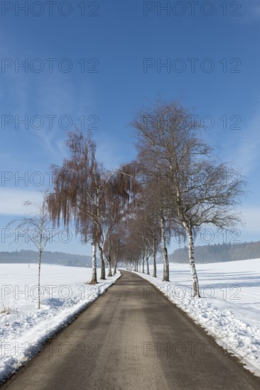 A birch alley with bare trees leads through a snow-covered winter landscape under clear skies,