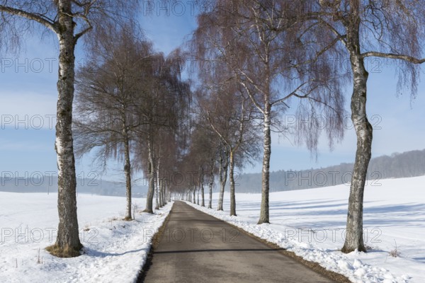 A birch tree alley runs straight ahead through a snow-covered landscape flanked by bare trees,