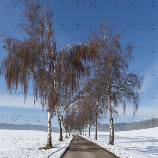 Winter birch tree alley lined with bare trees, blue sky over snowy fields, Swabian Jura,