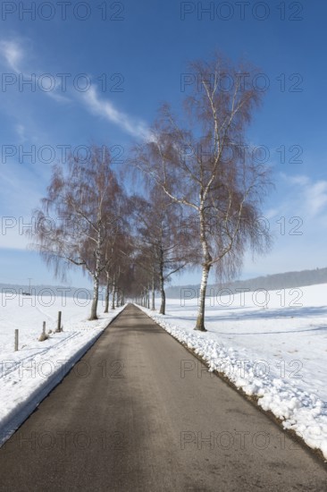 A snow-covered avenue with birch trees under a clear blue winter sky, Swabian Jura,