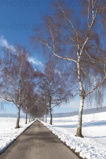 Birch trees line a snowy avenue that stretches through a winter landscape, Swabian Jura,