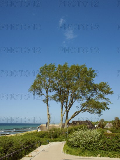 Coastal scene, Ahrenshoop, Baltic Sea, Vorpommern-Rügen district in Mecklenburg-Western Pomerania,