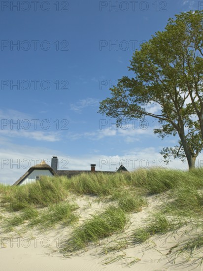 Coastal scene, marram grass (Ammophila arenaria), Ahrenshoop, Baltic Sea, district of