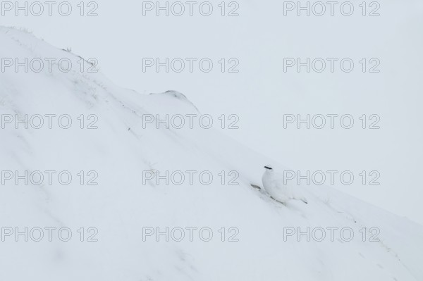 Rock ptarmigan (Lagopus mutus) in winter dress, Hafelekar, Karwendel mountains, Tyrol, Austria
