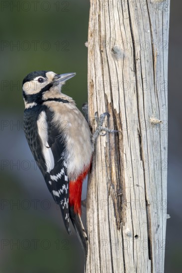 Great spotted woodpecker (Picoides major), on a tree trunk, Terfens, Tyrol, Austria
