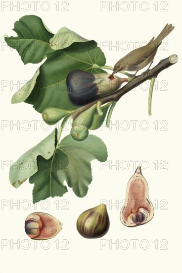 Ficus carica, fico dell'Osso, bony fig, a variant of the real fig, authentic, digitally restored