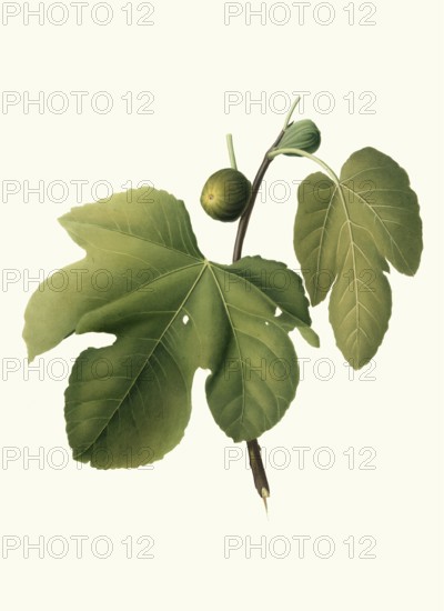 Ficus carica sativa, real fig or real fig tree, authentic, digitally restored reproduction from a