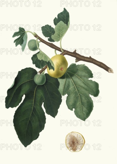 Ficus carica, real fig or fig tree, authentic, digitally restored reproduction from a 19th century