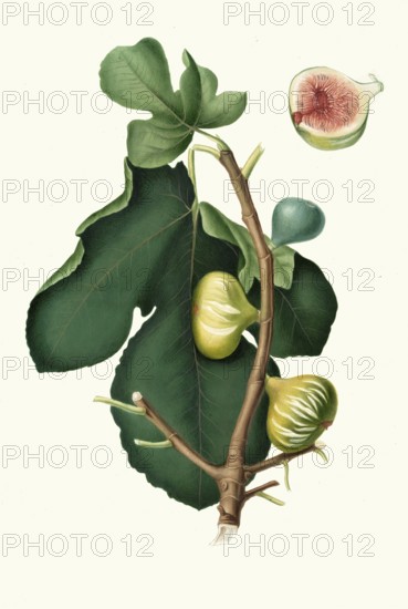 Ficus carica sativa, green-skinned fig, authentic, digitally restored reproduction from a 19th