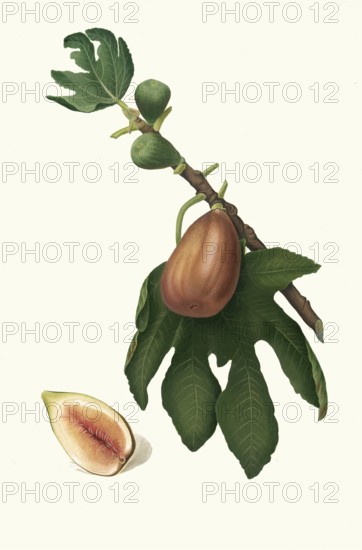 Ficus carica sativa, date fig, authentic, digitally restored reproduction from a 19th century