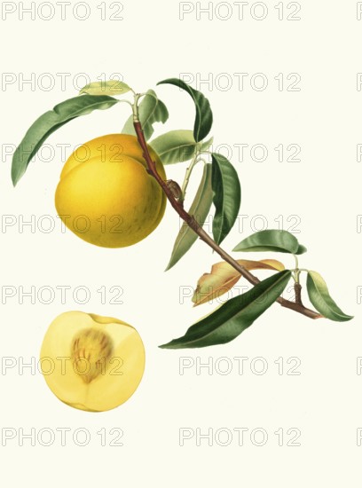 Persica Julodermis cotonea, peach, authentic, digitally restored reproduction from a 19th century