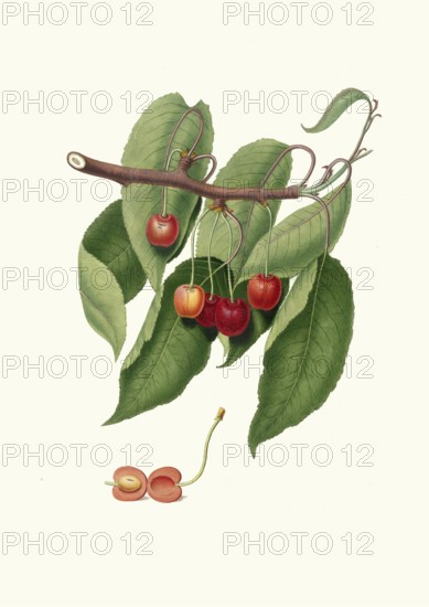 Cerasus cordiformis duracinai, a variety of cartilaginous cherry, authentic, digitally restored