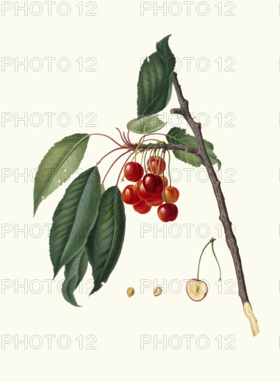 Ciliegio acquaiolo, water cherry, fruits that have a very high juice content, authentic, digitally