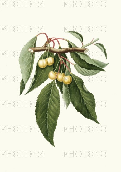 Yellow cherries, Cerasus duracina, authentic, digitally restored reproduction from a 19th century