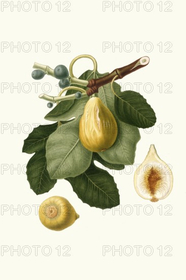 Fico gentile, an old Italian fig variety, Ficus carica, which is particularly appreciated for its