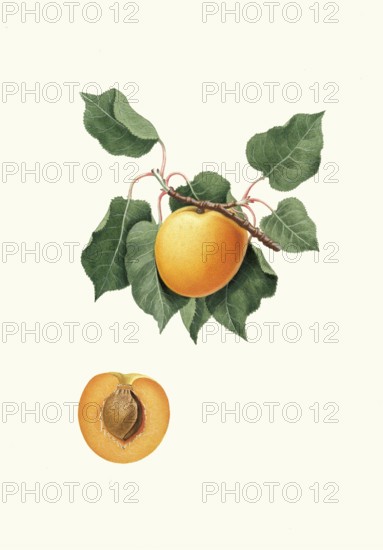 Historic variety of common apricot, Prunus armeniaca, known as Vulgaris Germanica or Albicocca di