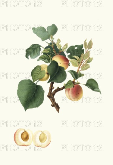 Alessandrina seconda or Albicocca Alessandrina bianca a Mandorla dolce is a historic apricot