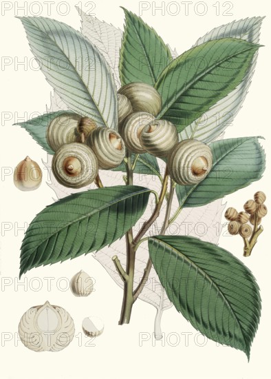 Quercus lamellosa, type of oak native to the Himalayas and the adjacent mountains from Tibet and