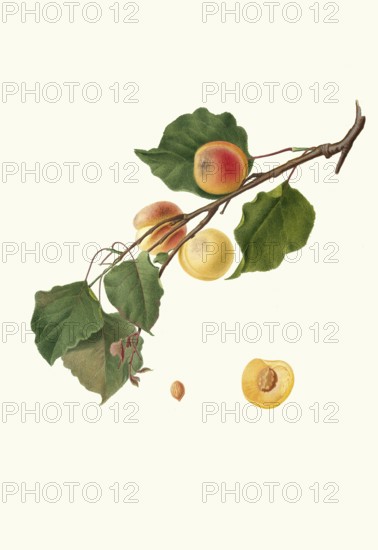 Armeniaca Alexandrina, also Albicocca Alessandrina a Mandorla Amara, is a historic apricot variety,