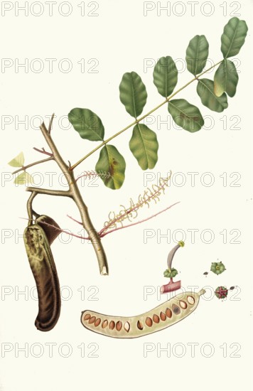 Carob tree, Ceratonia siliqua, also carub tree or carob tree, authentic, digitally restored