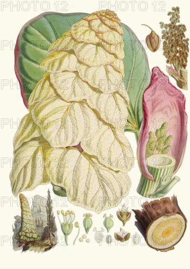 Rheum nobile, Sikkim rhubarb or noble shubarb, huge herbaceous plant from the cruciferous family