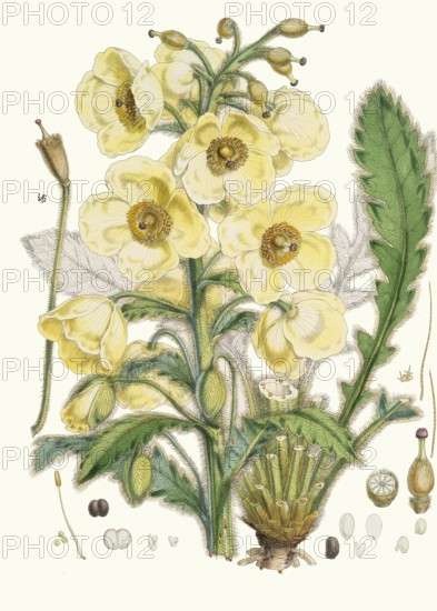 Meconopsis Nepalensis, Nepali poppy or satin poppy, is a distinctive, short-lived perennial from