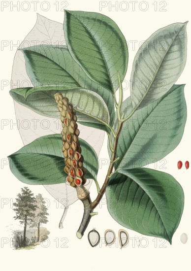 Magnolia Campbellii, Campbell magnolia, is a species of magnolia that grows in protected valleys in
