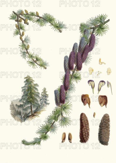 Larix griffithii, Sikkim larch, conifer from the larch genus found in the eastern Himalayas and in