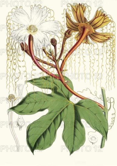 Hodgsonia heteroclita, Chinese lard seed, perennial climbing plant (liana) from the gourd family