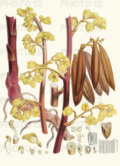 Cyrtosia Lindleyana, syn. Galeola lindleyana, leafless orchid species native to mountainous regions