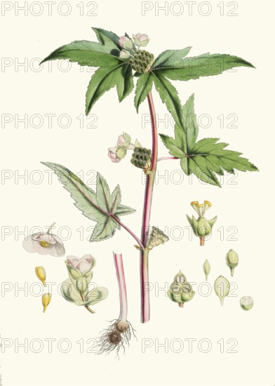 Begonia gemmipara, begonia species native to the humid tropical biomes of the eastern Himalayas as