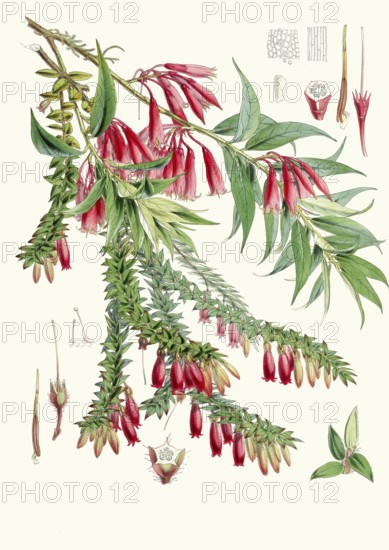 Vaccinium salignum, syn Agapetes saligna, epiphytic shrub from the heather family and Vaccinium