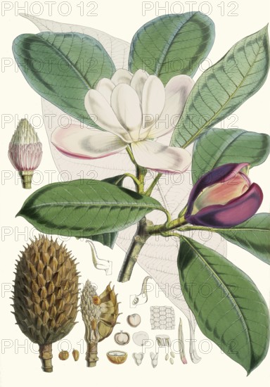 Magnolia hodgsonii, a species of magnolia native to the forests of the Himalayas and Southeast Asia