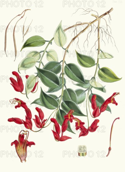 Aeschynanthus Peelii, species from the genus of pubic flowers, Aeschynanthus, which belongs to the