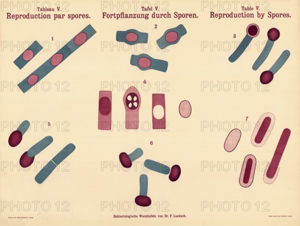 Reproduction by spores, various stages and types of spore formation, endospores, within bacterial