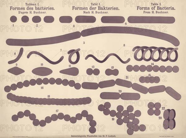 Various forms of bacteria, cocci and coccal forms, rod bacteria, spirills or vibrio-like, curved