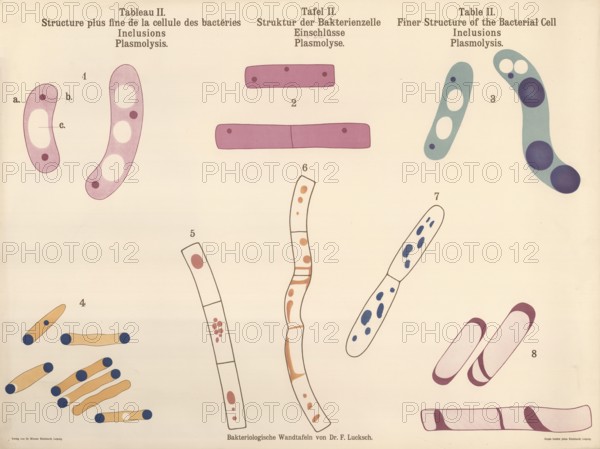 Bacteriological wall panel by Dr. F. Lucksch, which depicts various aspects of the bacterial cell