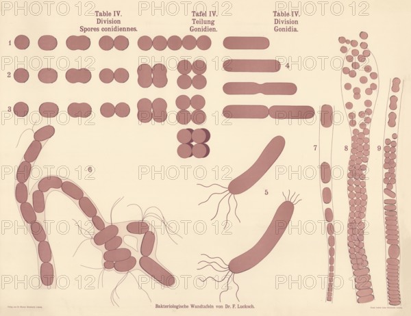 Illustrations show microscopic details of pathogenic bacteria and their multiplication processes,