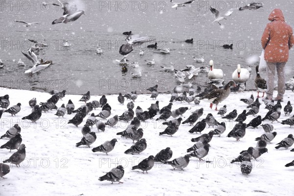 Doves, seagulls and swans in winter during snowfall, Germany